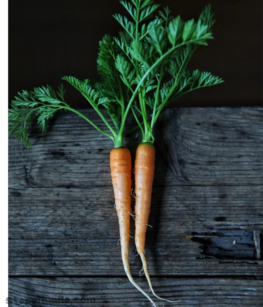 carrot-7-inches