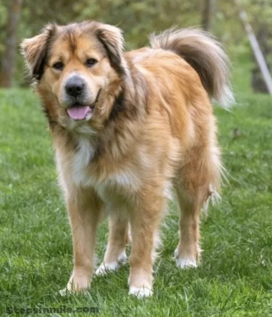 dog-40-inches