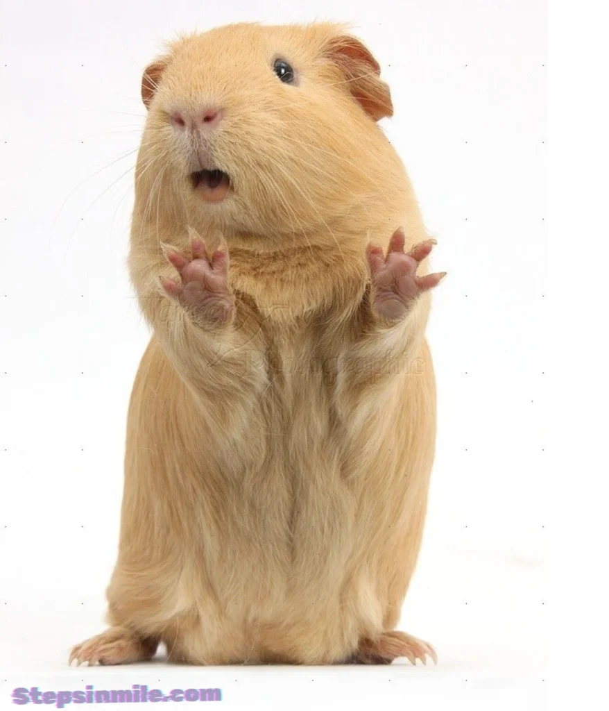 guinea-pig-500-grams
