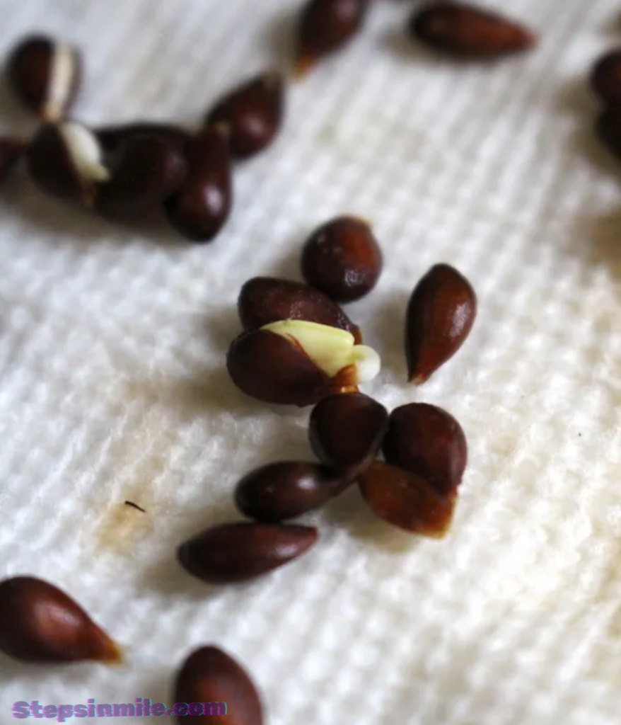 seed-1-gram