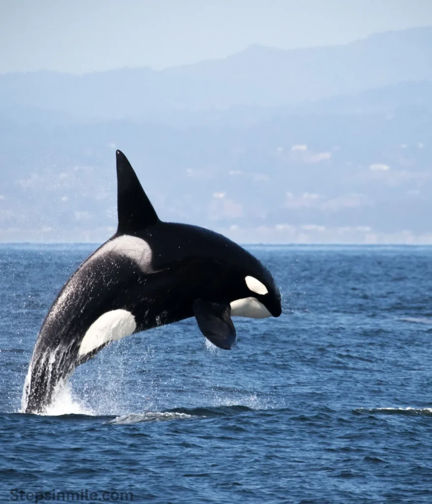 blue-whales-80-feet