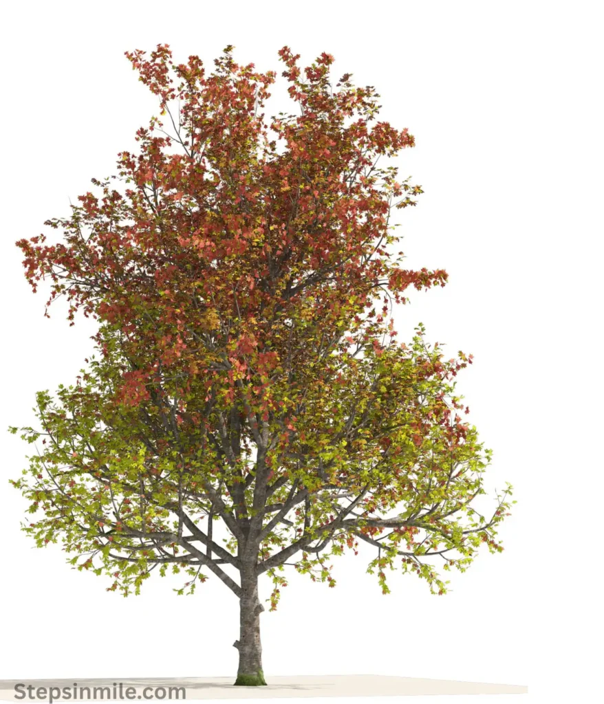 boxelder-maple-tree-50-feet
