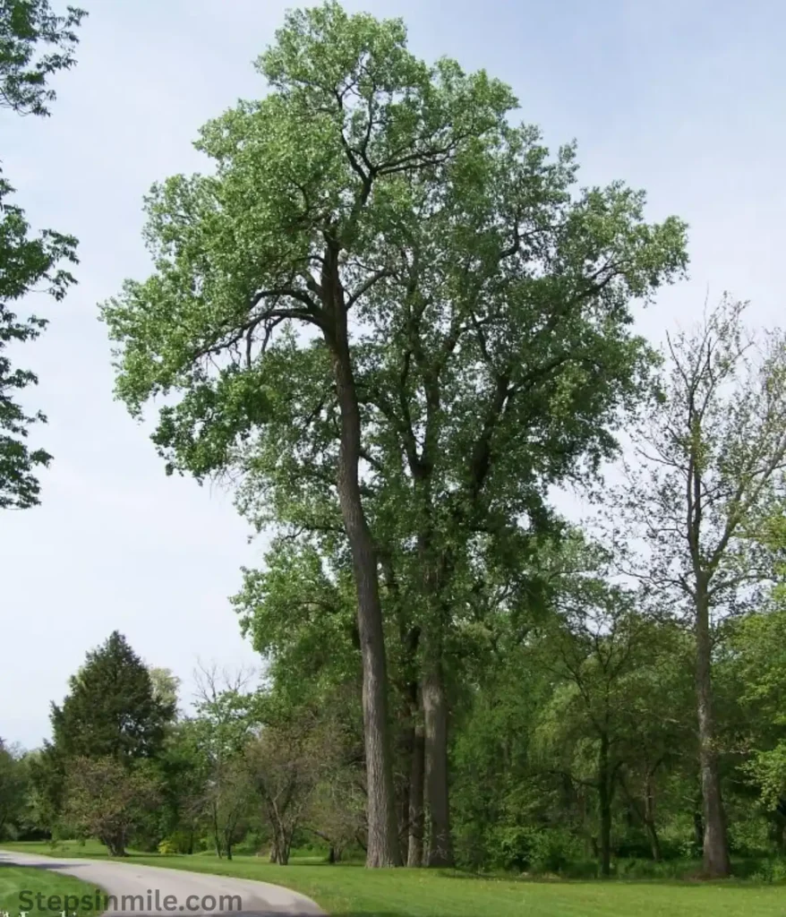 cottonwood-tree-100-feet