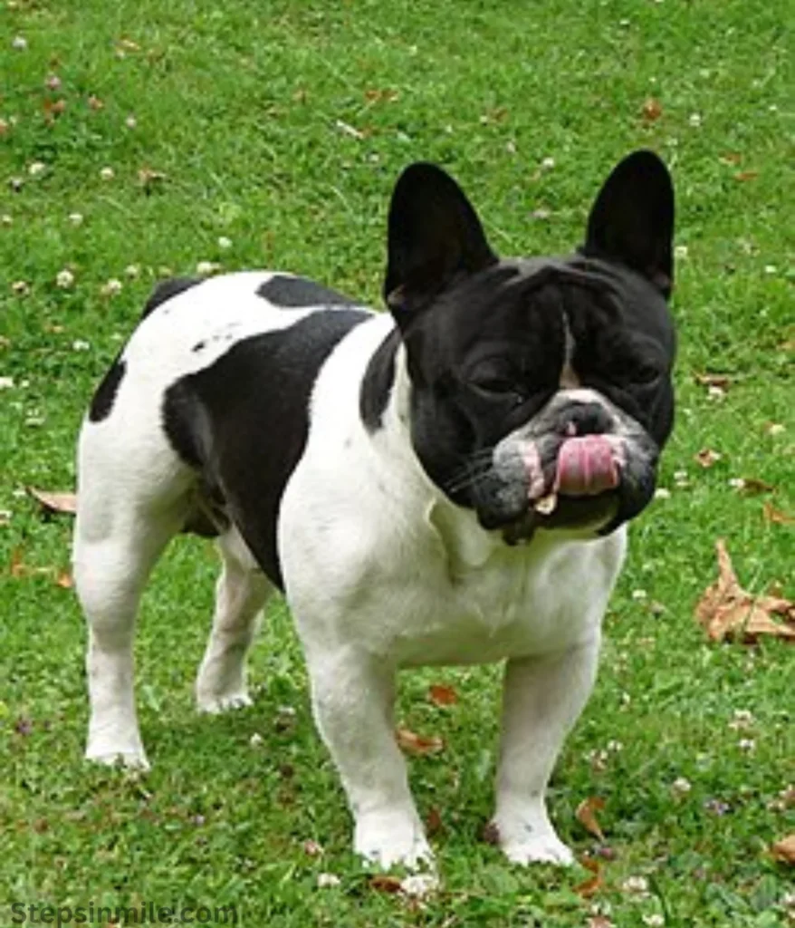 dog-12-kg