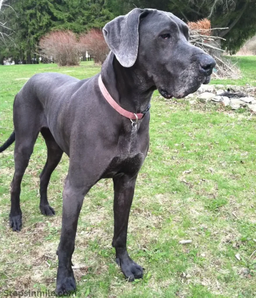 dog-70-kg