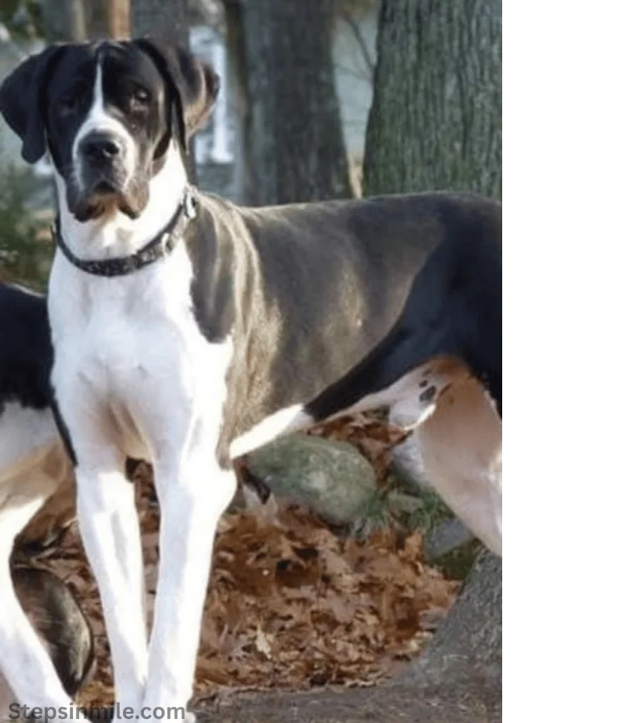 dog-breeds-100-kg