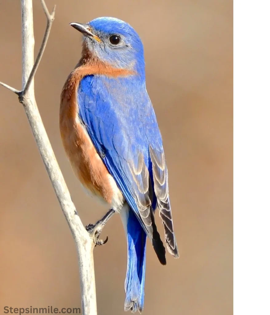 eastern-bluebird-2-ounces