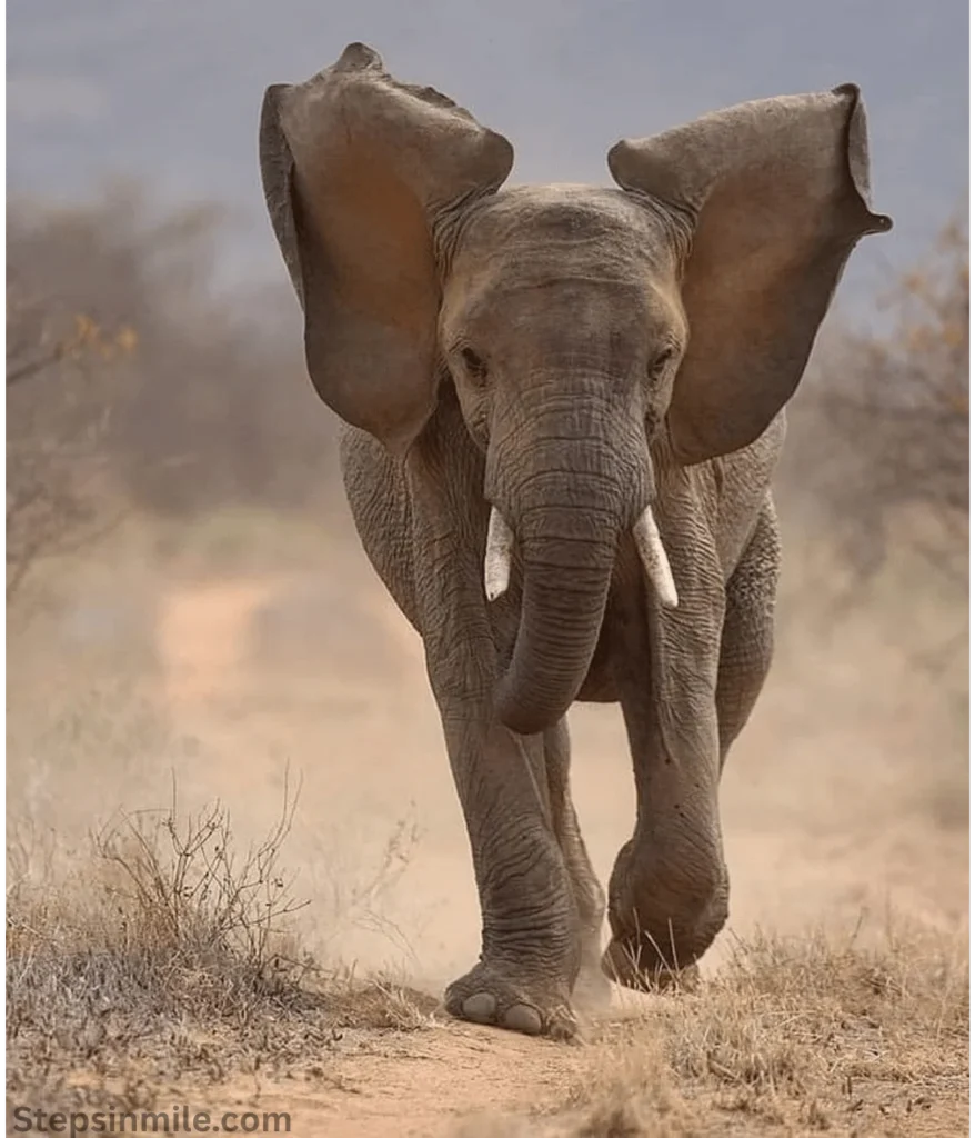 elephant-calf-100-kg