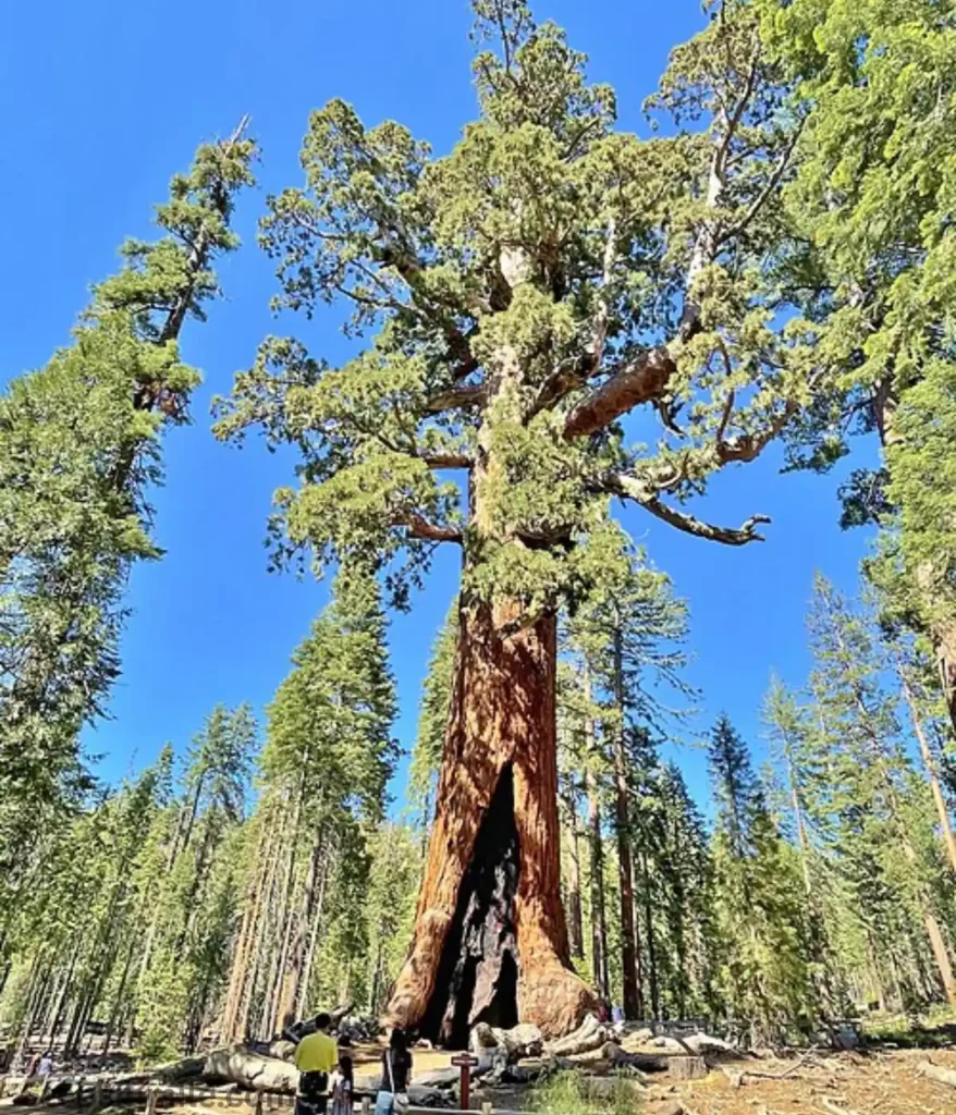 giant-sequoia-tree-300-feet