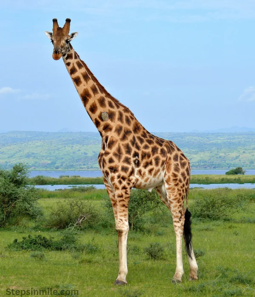 giraffe-20-feet