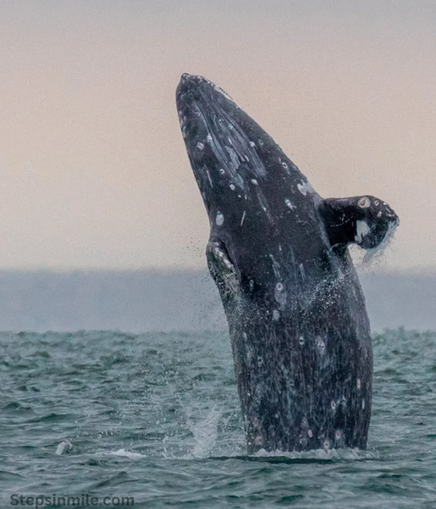 grey-whale-50-feet