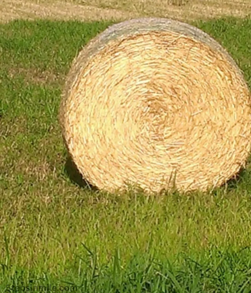 hay-bale-50-lbs