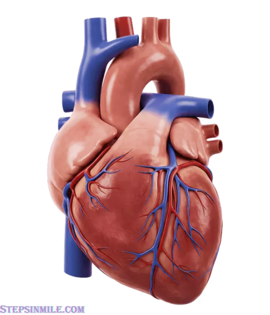 heart-15-ounces