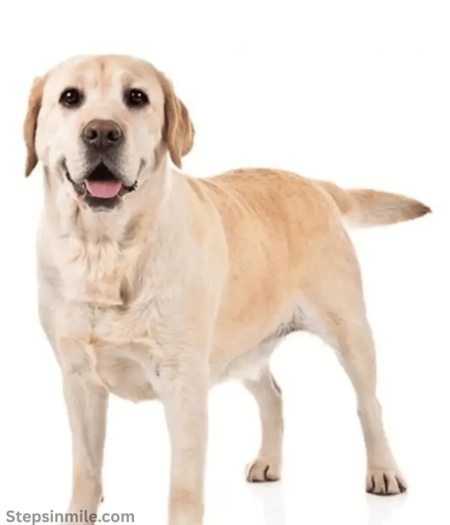 labrador-40-kg