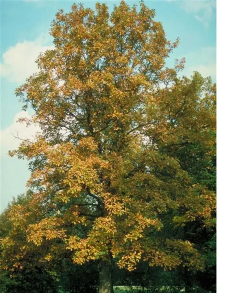 oak-tree-40-feet