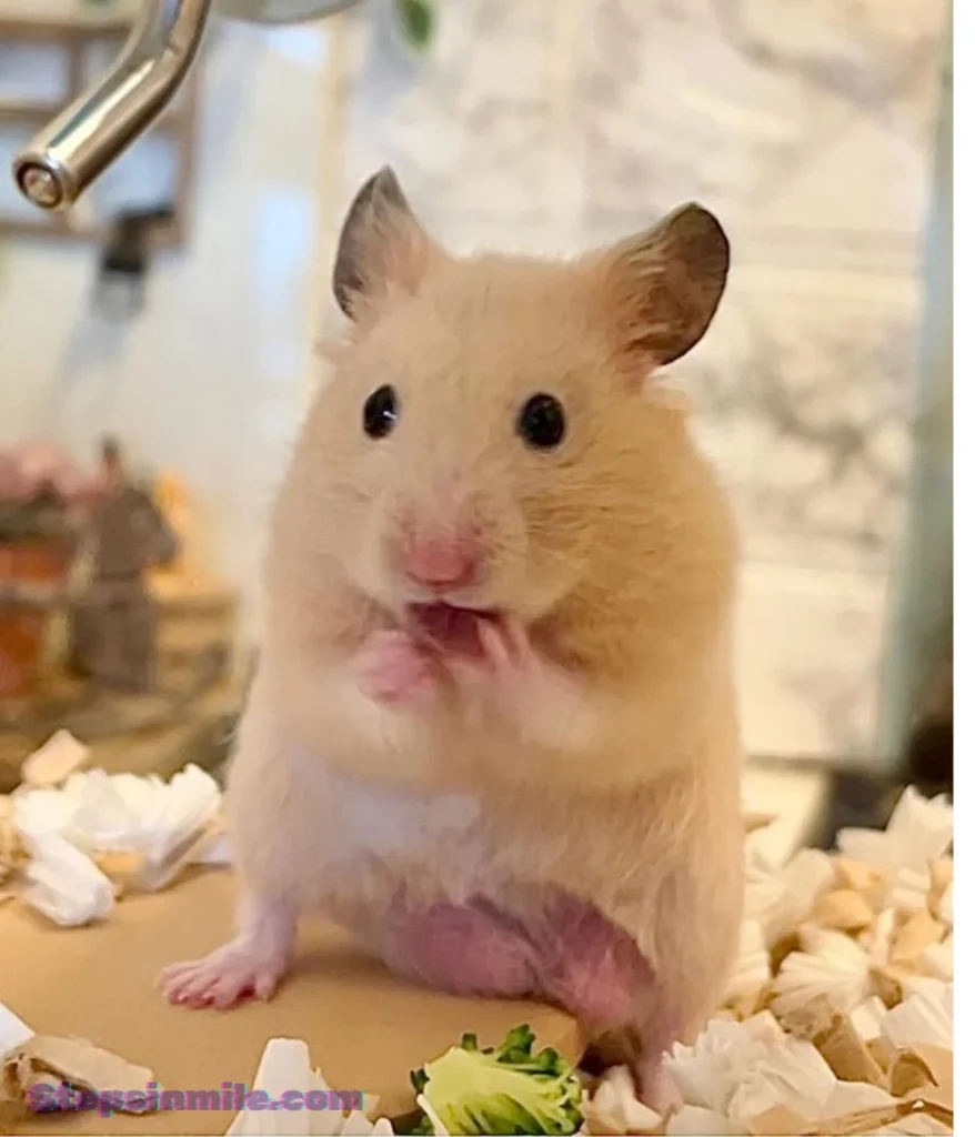 syrian-hamster-7-ounces